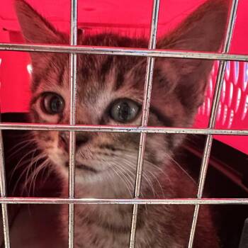Otto -  Domestic Short Hair Cat for Adoption in West Palm Beach, Florida - Otto | PetCurious