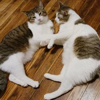 Rescue Domestic Short Hair Cats for Adoption in New York, New York - Kaji And Natsu B. - Double The Love! (bonded Pair) | PetCurious