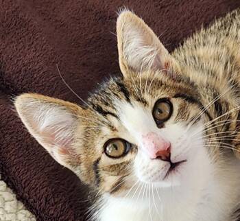 Rescue Tabby Cats for Adoption in Anacortes, Washington - Cedar | PetCurious