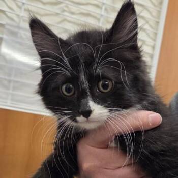 Biscuit -  Domestic Medium Hair and Domestic Short Hair Cat Available for Adoption in Voorhees Township, New Jersey - Biscuit | PetCurious