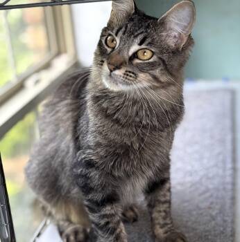 Persimmon -  Domestic Medium Hair Cat for Adoption in Lucedale, Mississippi - Persimmon | PetCurious