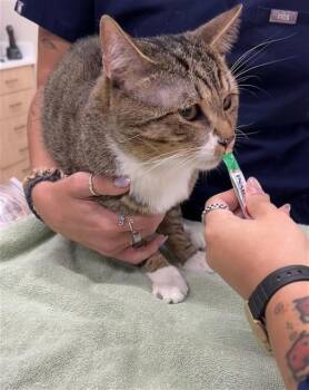 A662312 -  Domestic Short Hair Cat for Adoption in Houston, Texas - A662312 | PetCurious
