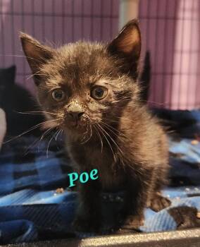 Poe -  Domestic Short Hair Cat for Adoption in Cambridge, Maryland - Poe | PetCurious