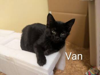 Van -  Domestic Short Hair Cat for Adoption in Vancouver, Washington - Van | PetCurious