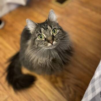Lucy -  Domestic Long Hair Cat for Adoption in Jasper, Indiana - Lucy | PetCurious