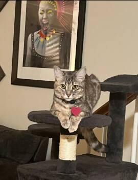 Rescue Domestic Short Hair Cats for Adoption in Lawrenceville, Georgia - Dot | PetCurious