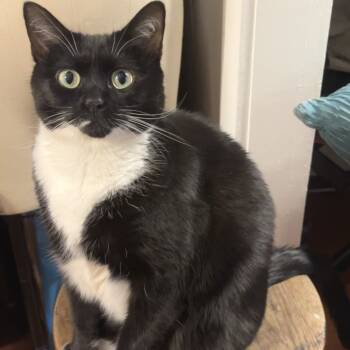 Rescue Domestic Short Hair Cats for Adoption - Ariel 2 | PetCurious