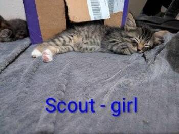 Scout -  Domestic Medium Hair and Domestic Short Hair Cat for Adoption in Fort Worth, Texas - Scout | PetCurious