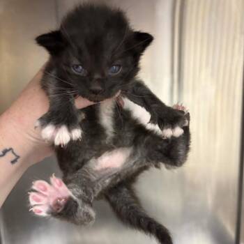 Onyx -  Domestic Short Hair Cat for Adoption in Chesapeake, Virginia - Onyx | PetCurious