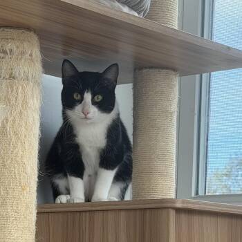 Dolly -  American Shorthair Cat for Adoption in Hull, Massachusetts - Dolly | PetCurious
