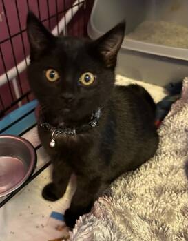 Rescue Domestic Short Hair Cats for Adoption in Urbandale, Iowa - Checkers | PetCurious