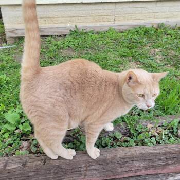 Domestic Short Hair Cats Available for Adoption in Rochester, Minnesota - Found Orange | PetCurious