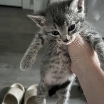 Elsie(KItten 1) -  Domestic Short Hair Cat for Adoption in Evensville, Tennessee - Elsie(KItten 1) | PetCurious