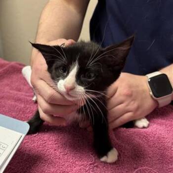 Domestic Short Hair Cats Available for Adoption in Tempe, Arizona - Reef Lobster | PetCurious
