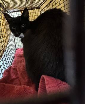 Rescue Domestic Short Hair Cats for Adoption in Spokane Valley, Washington - 78978 | PetCurious