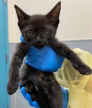 Domestic Short Hair Cats Available for Adoption in Las Vegas, Nevada - REAPER | PetCurious