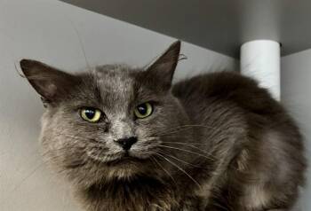 Domestic Medium Hair Cats Available for Adoption in Kalamazoo, Michigan - SCHNITZEL | PetCurious