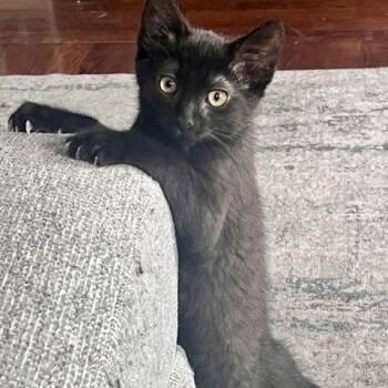 QP Jones 56389 -  Domestic Short Hair Cat for Adoption in Eaton Rapids, Michigan - QP Jones 56389 | PetCurious