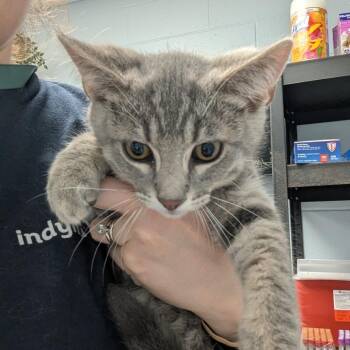 Earl Grey -  Domestic Short Hair Cat for Adoption in Indianapolis, Indiana - Earl Grey | PetCurious