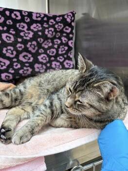 SAMMI WITH AN I -  Domestic Short Hair Cat for Adoption in Derwood, Maryland - SAMMI WITH AN I | PetCurious