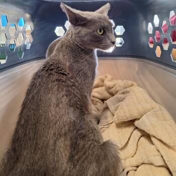 Mrs Norris -  Domestic Short Hair Cat for Adoption in Montgomery, Alabama - Mrs Norris | PetCurious