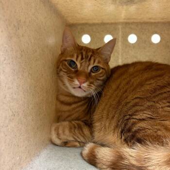 Sasha -  Domestic Short Hair Cat Available for Adoption in Reno, Nevada - Sasha | PetCurious