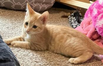 Rescue Domestic Short Hair Cats for Adoption in Beaverton, Oregon - Ares | PetCurious