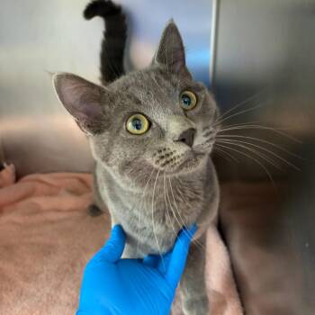 Siegfried -  Domestic Short Hair Cat for Adoption in Council Bluffs, Iowa - Siegfried | PetCurious