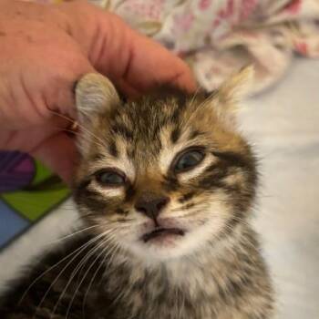Domestic Short Hair Cats Available for Adoption in Gordonsville, Tennessee - Shane | PetCurious