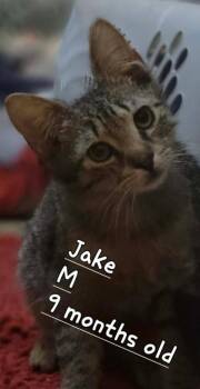 Jake -  Domestic Short Hair Cat Available for Adoption in Darien, Georgia - Jake | PetCurious