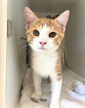 Cheese Puff -  Domestic Short Hair Cat for Adoption in Elmsford, New York - Cheese Puff | PetCurious