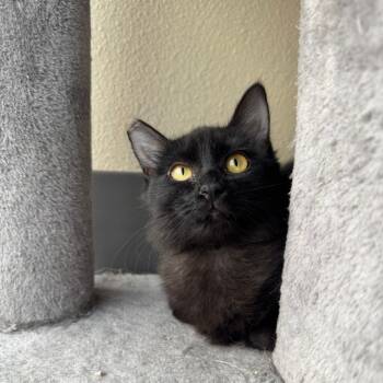 Rescue Domestic Medium Hair Cats for Adoption in Las Vegas, Nevada - April | PetCurious