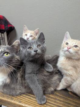 Chonk -  Domestic Short Hair Cat for Adoption in Oconto, Wisconsin - Chonk | PetCurious