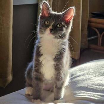 Domestic Medium Hair Cats Available for Adoption in Candler, North Carolina - Zofia | PetCurious