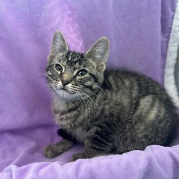 Storm -  Domestic Short Hair Cat for Adoption in Matteson, Illinois - Storm | PetCurious