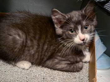 Zorro -  Tuxedo Cat for Adoption in Trophy Club, Texas - Zorro | PetCurious