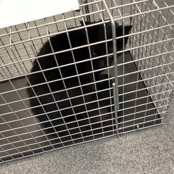 Void -  Domestic Short Hair Cat for Adoption in Montgomery, Alabama - Void | PetCurious