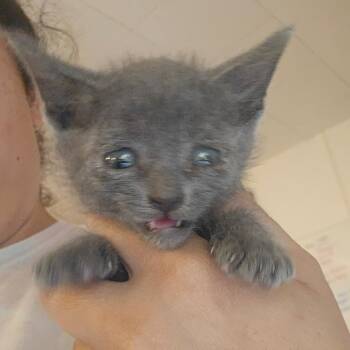 indigo -  Domestic Short Hair Cat for Adoption in Hanna City, Illinois - Indigo | PetCurious