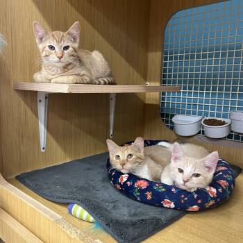 Quest , Vesper , Wisp -  Domestic Short Hair Cat for Adoption in Manhattan, Kansas - Quest , Vesper , Wisp | PetCurious