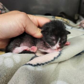 Domestic Short Hair Cats Available for Adoption in Lake Panasoffkee, Florida - Kitten1_2 | PetCurious