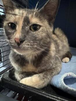 Cirilla -  Domestic Short Hair Cat for Adoption - Cirilla | PetCurious