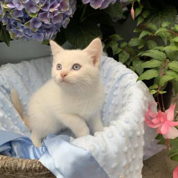 Domestic Short Hair Cats Available for Adoption in Tustin, California - Snowball | PetCurious