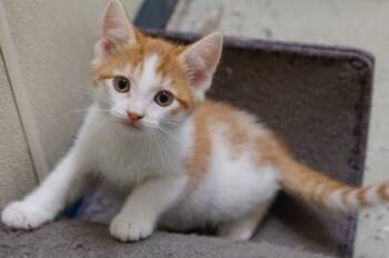 Elmer -  Domestic Short Hair Cat for Adoption in Verona, Wisconsin - Elmer | PetCurious