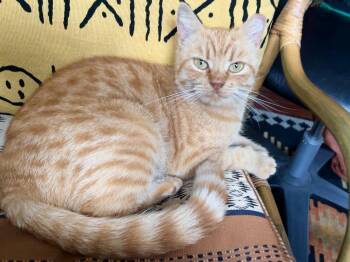 Talula Florence -  Domestic Short Hair Cat for Adoption in Philadelphia, Pennsylvania - Talula Florence | PetCurious