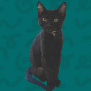 Polo -  Domestic Short Hair Cat for Adoption in Reno, Nevada - Polo | PetCurious