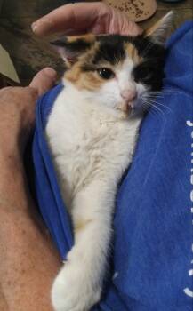 Maple -  Calico Cat for Adoption in PORT WENTWRTH, Georgia - Maple | PetCurious