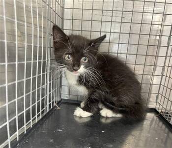 DONUT -  Domestic Medium Hair Cat for Adoption in Fort Myers, Florida - DONUT | PetCurious