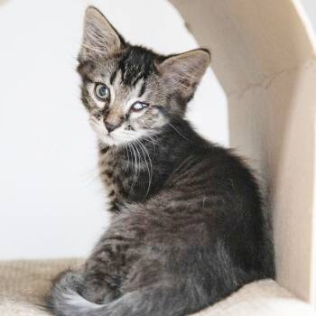 Rescue Domestic Short Hair Cats for Adoption in Mt. Juliet, Tennessee - Waldorf | PetCurious