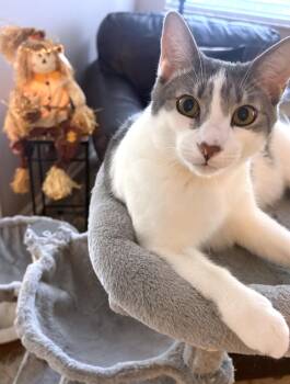 Rescue Domestic Short Hair and Tiger Cats for Adoption in Lake Monroe, Florida - Griswold | PetCurious