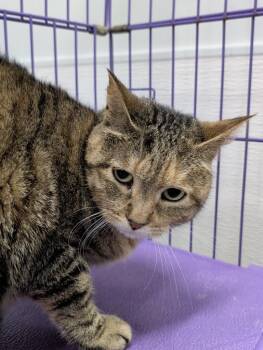 Phoebe -  Domestic Short Hair Cat for Adoption in Denham Springs, Louisiana - Phoebe | PetCurious